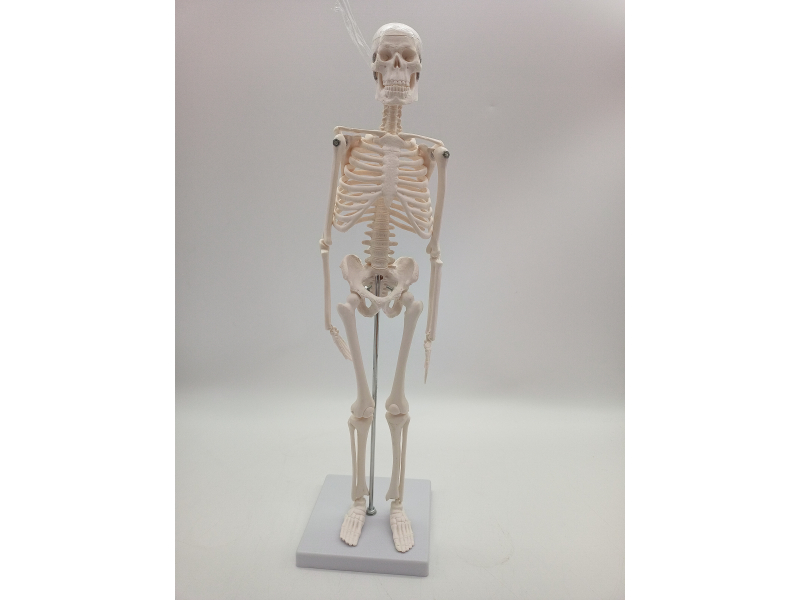 Cranstein A-122 Mały mini model szkieletu 45 cm | Biały | Mały model anatomiczny