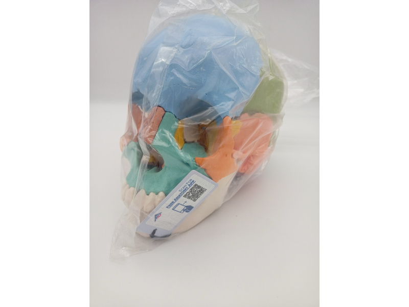 3B Scientific Model Czaszki Dydaktyczny 22 Części